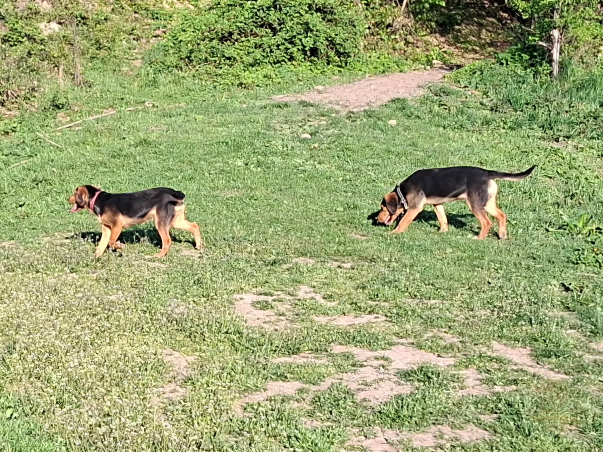 Căței pentru goană la mistreți 